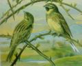 Cirl bunting Emberiza cirlus