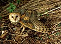 Barn owl Tyto alba