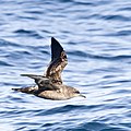 Pardela oscura (Puffinus griseus).