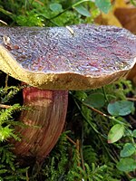 A xerocomellus bolete growing in moss.