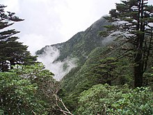 Abies delavayi, Γιουνάν, Κίνα.