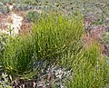 Ephedra viridis a Nevada occidental