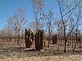 Termite mounds near Pine Creek NT