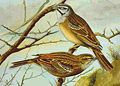 Rock bunting Emberiza cia