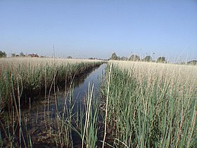 Image illustrative de l’article Marais audomarois