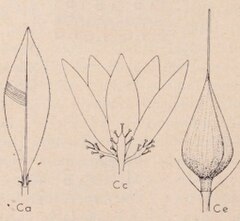 Description de l'image Adenarake muriculata.jpg.