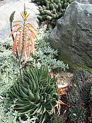 Aristaloe aristata