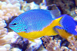 Yellow-dipped damsel