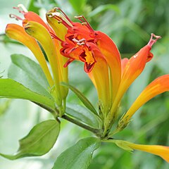 Aeschynanthus speciosus