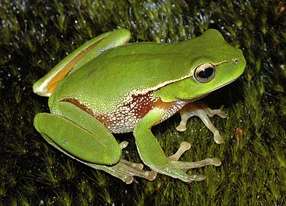 Litoria phyllochroa (Leaf Green Tree Frog)