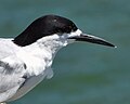 Breeding adult with black cap and white band across top of beak