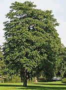 Photographie en couleurs d'un arbre isolé et de grande taille dans un parc.