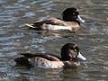 Tufted duck Aythya fuligula