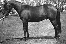 Black-and-white photo of a well-groomed brumby standing sideways to the camera, wearing a Barcoo bridle but no saddle, set up in a squared-up conformation stance, as if at a horse show.