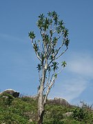 Dracaena steudneri sur le Mont Gorongosa.