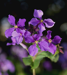 Кимит (орус. фиолетовый) орихофрагмус (Orychophragmus violaceus)