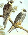 Eurasian hobby Falco subbuteo