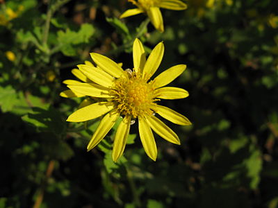 Chrysanthemum indicum