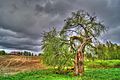 Ciemgaļi metsõunapuu