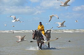 1. Garnaalvisser te paard Roosde