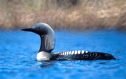 La Pacifika kolimbo (Gavia pacifica) estas frata specio de la Arkta kolimbo (G. arctica)