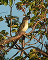 Juí de Puerto Rico (Myiarchus antillarum)