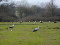 Witooievaars vermy gewoonlik gebiede met lang gras of ruig plantegroei.