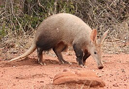 Aardvarken