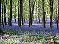 Bluebells