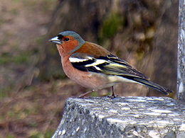 Kikilis, patinas (Fringilla coelebs)