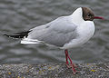 Black-headed gull Chroicocephalus ridibundus