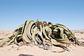 Welwitschia mirabilis