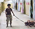 Image 4One of the photographs of the Abu Ghraib prison torture scandal: a naked prisoner being forced to crawl and bark like a dog on a leash. (from Nudity)