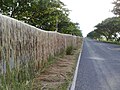 Fibre de jute en train de sécher, après rouissage, le long d'une route.