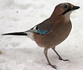 Eurasian jay Garrulus glandarius