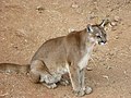 Tupinti puma