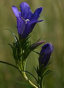 Gențiană de turbărie (Gentiana pneumonanthe)