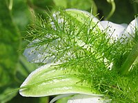 Stekelige, gekleurde schutbladeren, die de bloem omgeven (Passiflora foetida)