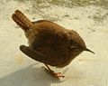 Eurasian wren Troglodytes troglodytes