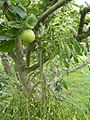 On an apple tree in Essex, England