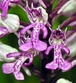 Helm-Knabenkraut (Orchis militaris)