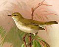 Western Bonelli's warbler Phylloscopus bonelli