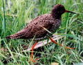 Common redshank Tringa totanus