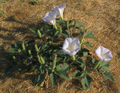 Datura wrightii.