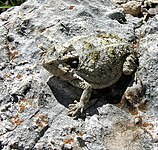 Short-tailed horned lizard (P. braconnieri), Oaxaca, Mexico (20 May 2013).