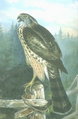 Northern goshawk Accipiter gentilis