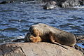 Otaries à crinière se reposant sur un rocher (canal Beagle).