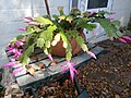 蟹爪蘭 Schlumbergera truncata