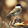 Marsh tit Poecile palustris