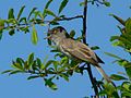 Barred warbler Sylvia nisoria